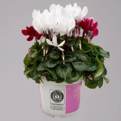 Alpenveilchen-Trio, Zufällige Farben, Topf-Ø 13 Cm, Höhe Ca. 30 Cm, 3er-Set -Elho || LECHUZA Verkäufe 0210600498 Cyclamen persicum Trio 3er Set 8 117601