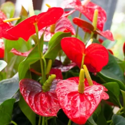 Flamingoblume 'Royal Red Champion', Topf-Ø 12 Cm, Höhe Ca. 35 Cm -Elho || LECHUZA Verkäufe 0210650121 Anthurium Andreanum Dakota