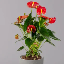 Flamingoblume 'Royal Red Champion', Topf-Ø 12 Cm, Höhe Ca. 35 Cm -Elho || LECHUZA Verkäufe 0210650252 Anthurium Andreanum Royal Red Champion 12cm 2 114733