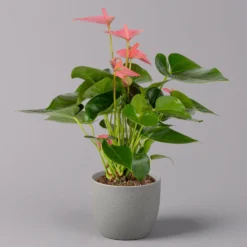 Neue Veröffentlichungen -Elho || LECHUZA Verkäufe 0210650281 Anthurium Andreanum Pink Champion 12cm 1 114742