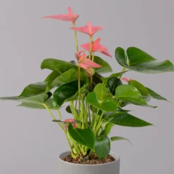 Flamingoblume 'Pink Champion', Topf-Ø 12 Cm, Höhe Ca. 35 Cm -Elho || LECHUZA Verkäufe 0210650281 Anthurium Andreanum Pink Champion 12cm 2 114743