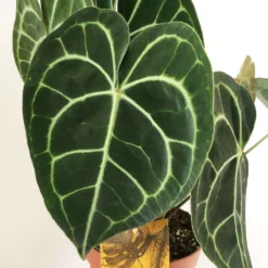 Anthurium Clarinervium, Topf-Ø 15 Cm, Höhe Ca. 40 Cm -Elho || LECHUZA Verkäufe 0210650337 Anthurium clarinervium 1