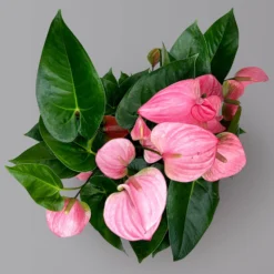 Flamingoblume 'Pink Champion', Pink, Topf-Ø 21 Cm, Höhe Ca. 65 Cm -Elho || LECHUZA Verkäufe 0210650450 Anthurium andrPink Champion T21 H65 5 126764