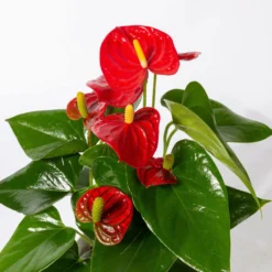 Flamingoblume Rot, Inkl. Übertopf Dallas Weiß, Topf-Ø 12 Cm, Höhe 30 Cm -Elho || LECHUZA Verkäufe 0210650524 Anthurium pink rot inkl Keramik 3er Set 3