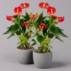Flamingoblume 'Royal Red Champion', Topf-Ø 12 Cm, Höhe Ca. 35 Cm