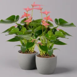 Neue Veröffentlichungen 23 Flamingoblume 'Pink Champion', Topf-Ø 12 Cm, Höhe Ca. 35 Cm