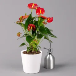 Flamingoblume Rot, Inkl. Übertopf Dallas Weiß, Topf-Ø 12 Cm, Höhe 30 Cm -Elho || LECHUZA Verkäufe 0210650541 Anthurium rot inkl Dallas weiss 3 114753
