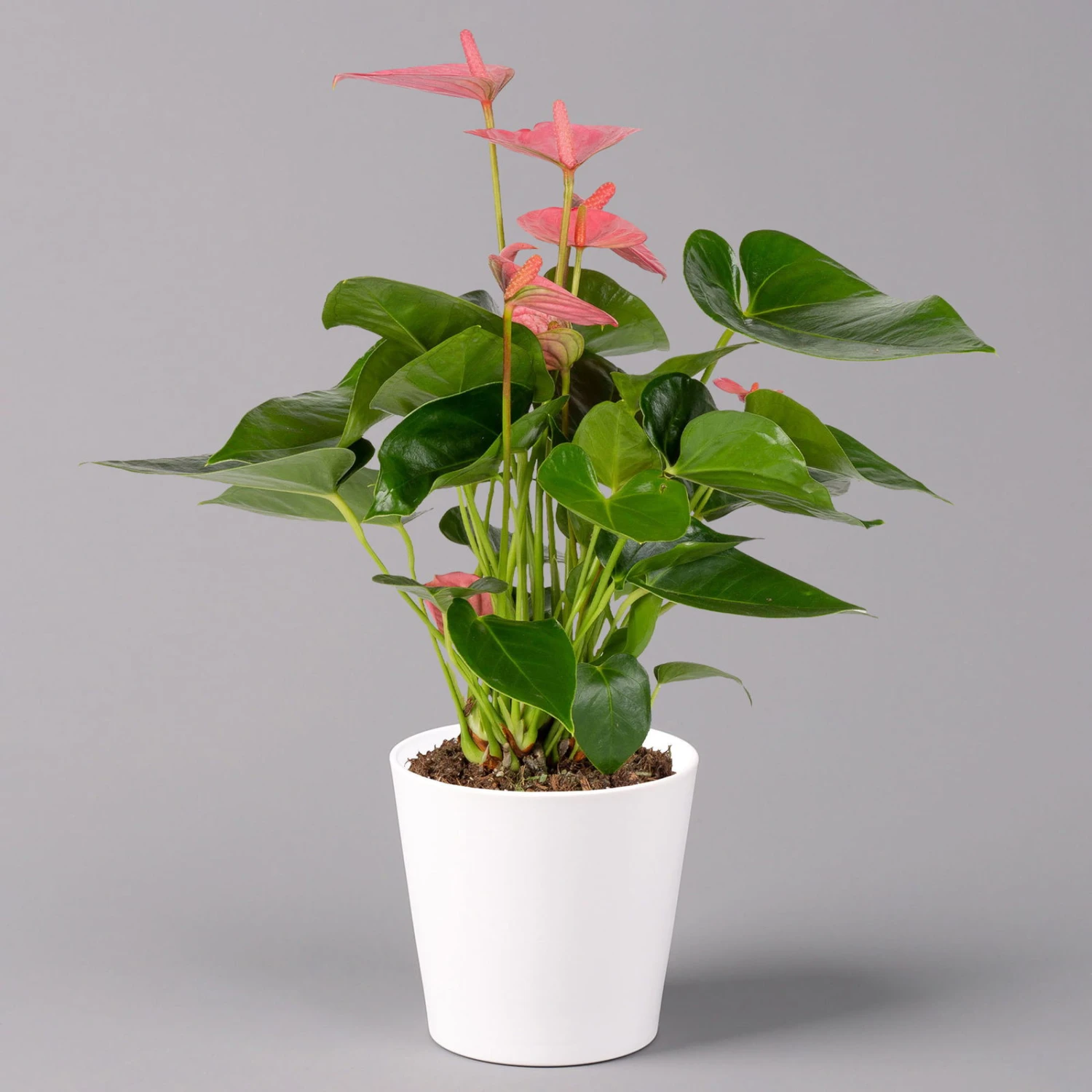 Flamingoblumen Pink Inkl. Übertopf Dallas Weiß, Topf-Ø 12 Cm, 2er-Set 2 Flamingoblumen Pink Inkl. Übertopf Dallas Weiß, Topf-Ø 12 Cm, 2er-Set – Bild 2