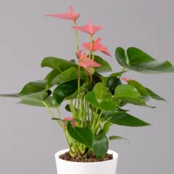 Flamingoblumen Pink Inkl. Übertopf Dallas Weiß, Topf-Ø 12 Cm, 2er-Set 9 Flamingoblumen Pink Inkl. Übertopf Dallas Weiß, Topf-Ø 12 Cm, 2er-Set -Elho || LECHUZA Verkäufe 0210650543 Anthurium pink inkl Dallas weiss 2 114758