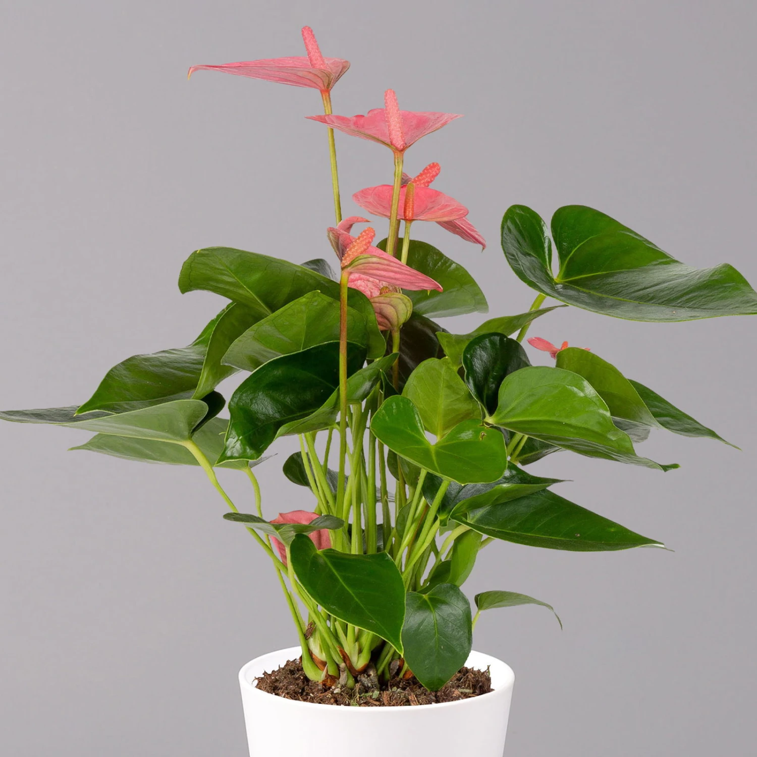 Flamingoblumen Pink Inkl. Übertopf Dallas Weiß, Topf-Ø 12 Cm, 2er-Set 3 Flamingoblumen Pink Inkl. Übertopf Dallas Weiß, Topf-Ø 12 Cm, 2er-Set – Bild 3