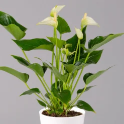 Flamingoblumen Mix Inkl. Übertopf Dallas Weiß, 2er-Set, Topf-Ø 12 Cm, Höhe 30 Cm -Elho || LECHUZA Verkäufe 0210650545 Anthurium weiss inkl Dallas weiss 2 114762