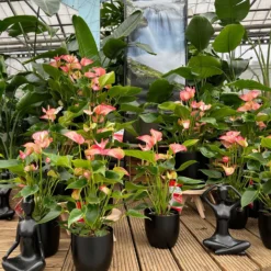 Flamingoblume 'Livium Red' Rot-weiß Gestreift, Topf-Ø 21 Cm -Elho || LECHUZA Verkäufe 0210650561 0210650616 0210650617 Anthurium Livium Red T14 T21 10 126733