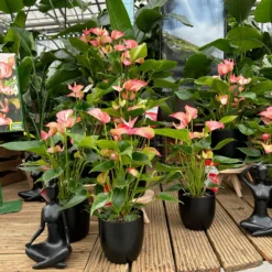 Flamingoblume 'Livium Red' Rot-weiß Gestreift, Topf-Ø 21 Cm -Elho || LECHUZA Verkäufe 0210650561 0210650616 0210650617 Anthurium Livium Red T14 T21 11 126737