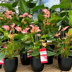 Flamingoblume 'Livium Red' Rot-weiß Gestreift, Topf-Ø 21 Cm -Elho || LECHUZA Verkäufe 0210650561 0210650616 0210650617 Anthurium Livium Red T14 T21 7 126736
