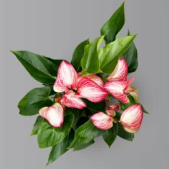 Flamingoblume 'Livium Red' Rot-weiß Gestreift, Topf-Ø 21 Cm -Elho || LECHUZA Verkäufe 0210650561 Anthurium Livium Red T21 H65 Sondersorte 4 126770