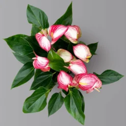 Flamingoblume 'Livium Red' Rot-weiß Gestreift, Topf-Ø 21 Cm -Elho || LECHUZA Verkäufe 0210650561 Anthurium Livium Red T21 H65 Sondersorte 5 126771