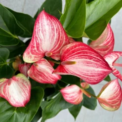 Flamingoblume 'Livium Red' Rot-weiß Gestreift, Topf-Ø 21 Cm -Elho || LECHUZA Verkäufe 0210650561 Anthurium Livium Red T21 H65 Sondersorte 7 126747
