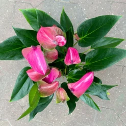 Flamingoblume 'Karma Purple' Purple, Inkl. Übertopf Dallas Weiß, Topf-Ø 12 Cm -Elho || LECHUZA Verkäufe 0210650620 Anthurium a Karma Purple T12 Dallas weiss 14cm 4 126792