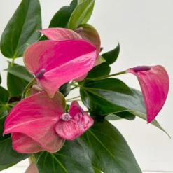 Flamingoblume 'Karma Purple' Purple, Inkl. Übertopf Dallas Weiß, Topf-Ø 12 Cm -Elho || LECHUZA Verkäufe 0210650620 Anthurium a Karma Purple T12 Dallas weiss 14cm 6 126794