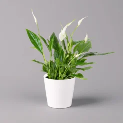 Einblatt 'Bellini', Topf-Ø 13 Cm, Mit Topf Dallas Weiß, Höhe Ca. 30 Cm, 3er-Set -Elho || LECHUZA Verkäufe 0210660074 Spathiphyllum walisii im UeT Dallas weiss 1