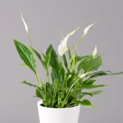 Einblatt 'Bellini', Topf-Ø 13 Cm, Mit Topf Dallas Weiß, Höhe Ca. 30 Cm, 3er-Set -Elho || LECHUZA Verkäufe 0210660074 Spathiphyllum walisii im UeT Dallas weiss 2