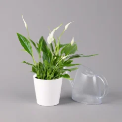 Einblatt 'Bellini', Topf-Ø 13 Cm, Mit Topf Dallas Weiß, Höhe Ca. 30 Cm, 3er-Set -Elho || LECHUZA Verkäufe 0210660074 Spathiphyllum walisii im UeT Dallas weiss 3
