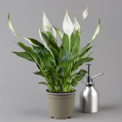 Einblatt 'Bellini' In Übertopf Vibes Blau, Topf-Ø 13 Cm, Höhe Ca. 30 Cm -Elho || LECHUZA Verkäufe 0210660098 0210660099 0210660100 0210660101 Spathiphyllum Bellini 124912