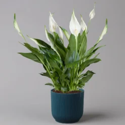 Einblatt 'Bellini' In Übertopf Vibes Blau, Topf-Ø 13 Cm, Höhe Ca. 30 Cm