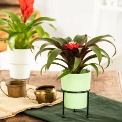 Guzmania 'Hope', Rot-weiß, Topf-Ø 13 Cm, Höhe Ca. 45 Cm