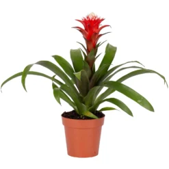 Elho || LECHUZA Verkäufe -Elho || LECHUZA Verkäufe 0210750423 Guzmania Hope Rot Weiss Decorum 13cm H45cm