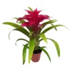 Guzmania 'Deseo Pink', Pink, Topf-Ø 12 Cm, Höhe Ca. 45 Cm