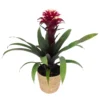 Guzmania 'Francesca', Lila-weiß, Topf-Ø 12 Cm, Mit Korb Maki, Höhe Ca. 40 Cm
