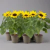 Sonnenblume 'Sunsation'® Gelb, Topf-Ø 12/13 Cm, 6er-Set