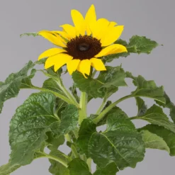 Sonnenblume 'Sunsation'® Gelb, Topf-Ø 12/13 Cm, 6er-Set 12 Sonnenblume 'Sunsation'® Gelb, Topf-Ø 12/13 Cm, 6er-Set -Elho || LECHUZA Verkäufe 0210850025 Helianthus annuus Sunsation gelb T12 13 H25 6er Set 2 1 125625