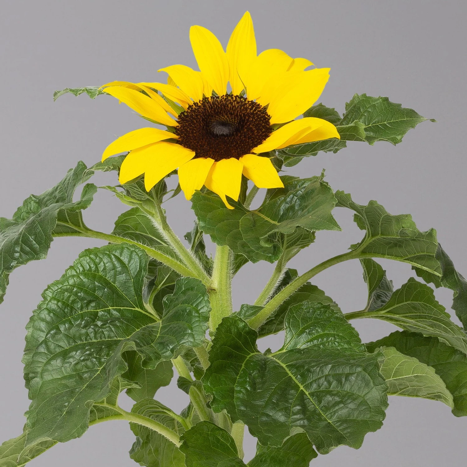 Sonnenblume 'Sunsation'® Gelb, Topf-Ø 12/13 Cm, 6er-Set 4 Sonnenblume 'Sunsation'® Gelb, Topf-Ø 12/13 Cm, 6er-Set – Bild 4