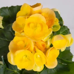 Elatior-Begonie, Topf-Ø 14 Cm, Gelb, Höhe Ca. 20-27 Cm, 4er-Set -Elho || LECHUZA Verkäufe 0210900294 Begonia Elatior T14 gelb 4er Set 42