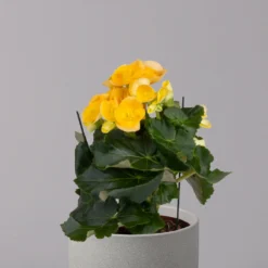 Elatior-Begonie, Topf-Ø 14 Cm, Gelb, Höhe Ca. 20-27 Cm, 4er-Set -Elho || LECHUZA Verkäufe 0210900294 Begonia Elatior gelb 32