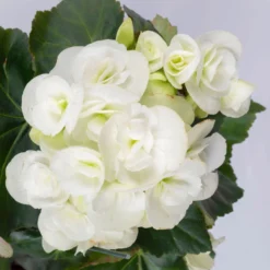 Elatior-Begonie, Topf-Ø 14 Cm, Weiß, Höhe Ca. 20-27 Cm, 4er-Set -Elho || LECHUZA Verkäufe 0210900295 Begonia Elatior T14 weiss 4er Set 42