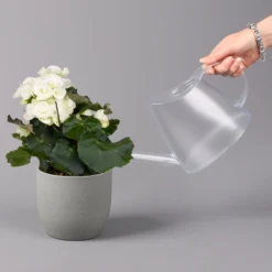 Elatior-Begonie, Topf-Ø 14 Cm, Gelb & Weiß, Höhe Ca. 20-27 Cm, 4er-Set -Elho || LECHUZA Verkäufe 0210900299 Begonia Elatior gelb weiss 6