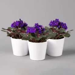 Usambaraveilchen In Keramiktopf Dallas Weiß, Dunkelblau, Topf-Ø 12 Cm, 3er-Set