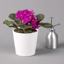 Usambaraveilchen In Keramiktopf Dallas Weiß, Rot, Topf-Ø 12 Cm, 3er-Set -Elho || LECHUZA Verkäufe 0210950111 Saintpaulia rot in Topf Dallas weiss H20cm T14cm 3erSet1 116537