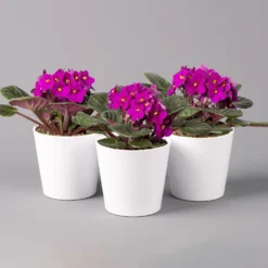 Usambaraveilchen In Keramiktopf Dallas Weiß, Rot, Topf-Ø 12 Cm, 3er-Set