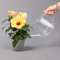 Hibiskus, Gelb, Topf-Ø 13 Cm, Höhe Ca. 35 Cm, 2er-Set -Elho || LECHUZA Verkäufe 0213100205 Hibiscus gelb 2er Set WS 4