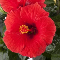 Hibiskus, Rot, Topf-Ø 13 Cm, Höhe Ca. 35 Cm, 2er-Set -Elho || LECHUZA Verkäufe 0213100214 0213100215 0213100216 0213100229 0213100230 Hibiscus rot 1 1