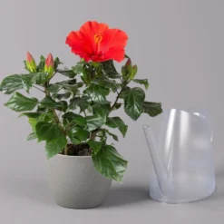 Hibiskus, Rot, Topf-Ø 13 Cm, Höhe Ca. 35 Cm, 2er-Set -Elho || LECHUZA Verkäufe 0213100214 Hibiscus ohne Topf rot 2er Set 4