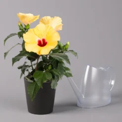 Hibiskus, Gelb, Mit Keramiktopf Dallas Anthrazit, Topf-Ø 13 Cm, Höhe 35 Cm -Elho || LECHUZA Verkäufe 0213100224 Hibiscus gelb mit Topf Dallas anthrazit 3