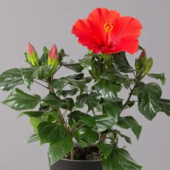 Hibiskus, Rot, In Keramiktopf Dallas Anthrazit, Topf-Ø 13 Cm, 2er-Set 11 Hibiskus, Rot, In Keramiktopf Dallas Anthrazit, Topf-Ø 13 Cm, 2er-Set -Elho || LECHUZA Verkäufe 0213100230 Hibiscus rot Topf Dallas anthrazit 2