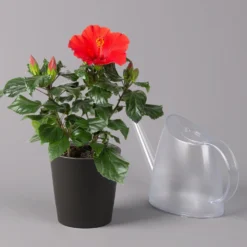 Hibiskus, Rot, In Keramiktopf Dallas Anthrazit, Topf-Ø 13 Cm, 2er-Set 12 Hibiskus, Rot, In Keramiktopf Dallas Anthrazit, Topf-Ø 13 Cm, 2er-Set -Elho || LECHUZA Verkäufe 0213100230 Hibiscus rot Topf Dallas anthrazit 3