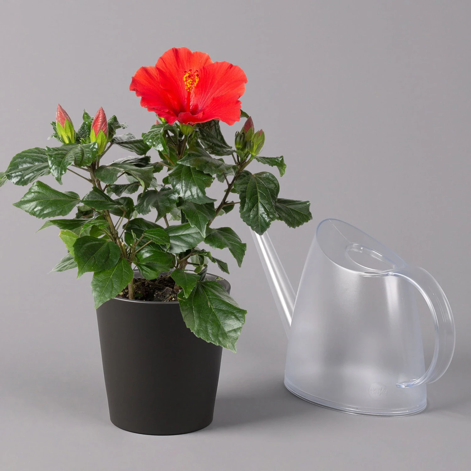 Hibiskus, Rot, In Keramiktopf Dallas Anthrazit, Topf-Ø 13 Cm, 2er-Set 4 Hibiskus, Rot, In Keramiktopf Dallas Anthrazit, Topf-Ø 13 Cm, 2er-Set – Bild 4
