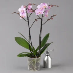 Schmetterlingsorchidee, Hellrosa, 2 Rispen, Topf-Ø 12 Cm, Höhe Ca. 50 Cm